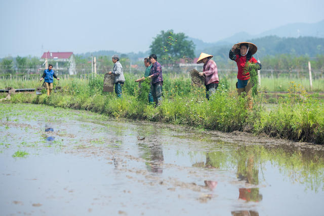 湖南娄底 栽秧 农民 雨后