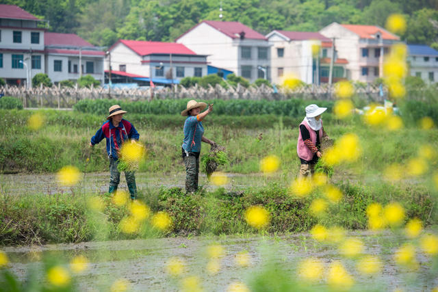 湖南娄底 栽秧 农民 雨后