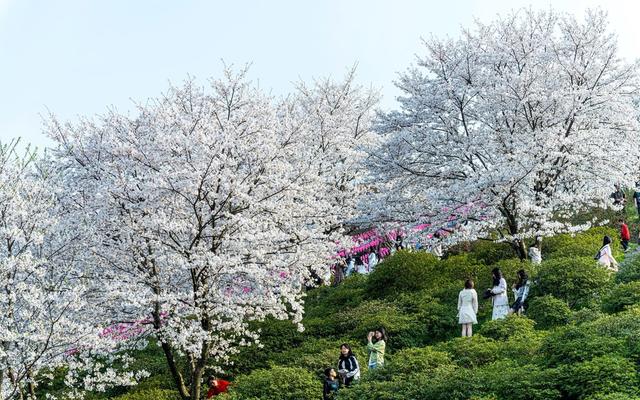 长沙  晚安家居  花园工厂  樱花  春游