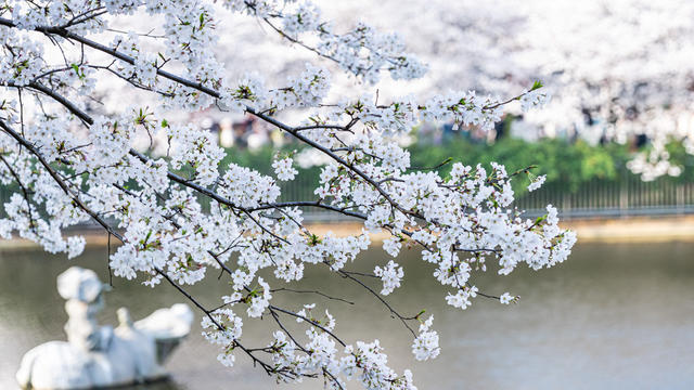 长沙  晚安家居  花园工厂  樱花  春游