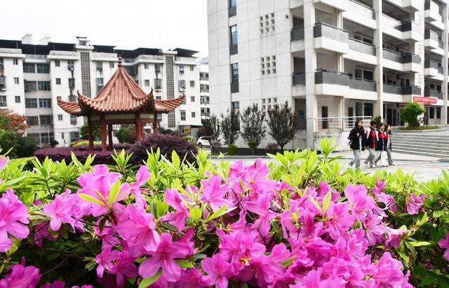 杜鹃花开 扮靓校园