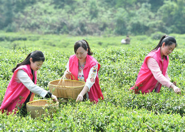 嘉禾：巾帼服务队  助农采茶忙