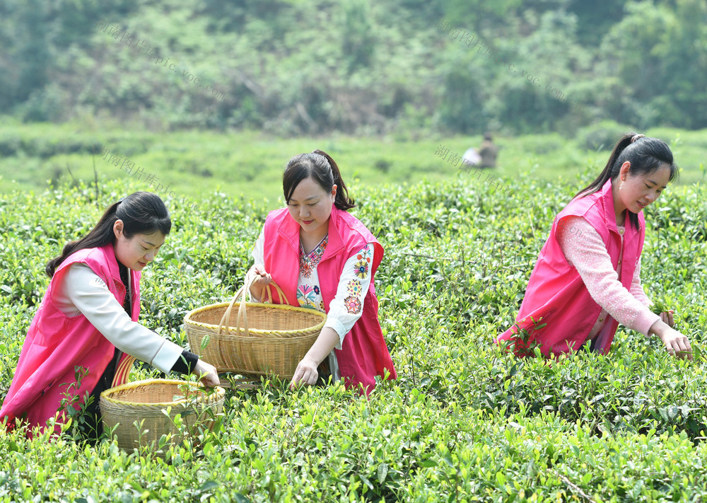 嘉禾：巾帼服务队  助农采茶忙