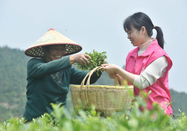 嘉禾：巾帼服务队  助农采茶忙