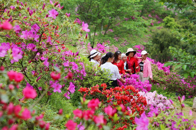 长沙 杜鹃 樱花