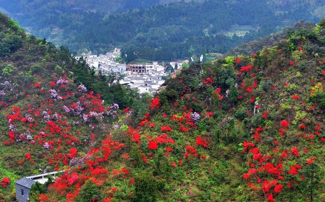 湖南  常宁  天堂山  杜鹃