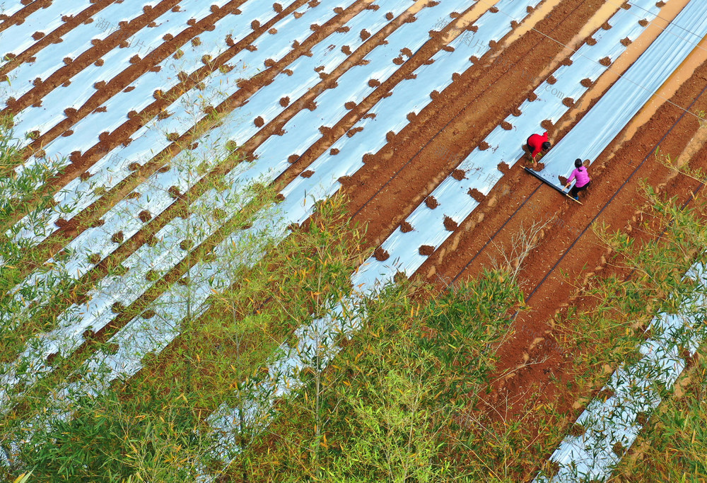 嘉禾：特色农业   助农增收