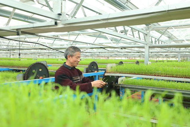 春耕生产  育秧工厂  