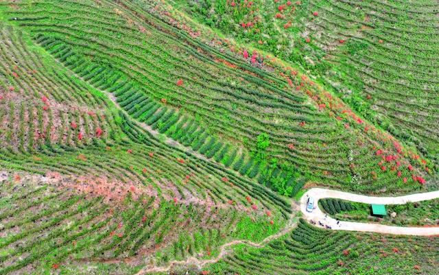 湖南  常宁  狮园村  茶园