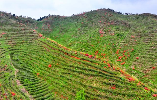 湖南  常宁  狮园村  茶园