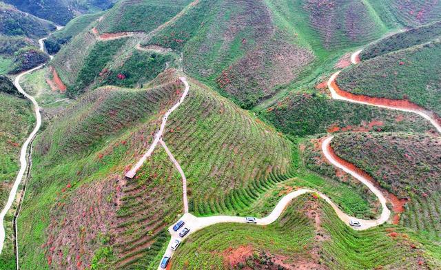 湖南  常宁  狮园村  茶园