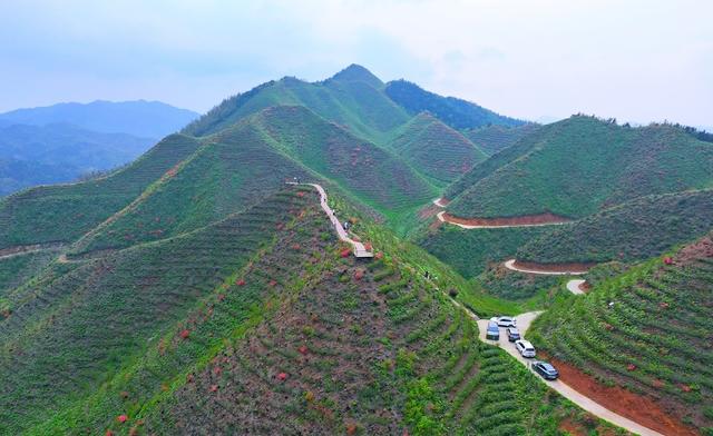 湖南  常宁  狮园村  茶园