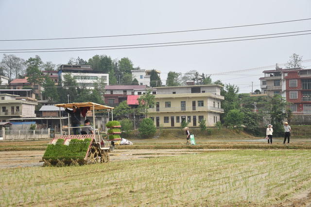 抢抓农时 忙插早稻秧