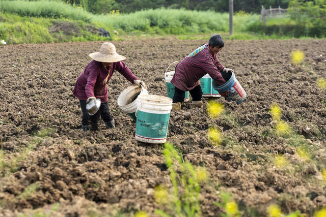 湖南娄底 香芋 村民 特色种植 助农增收