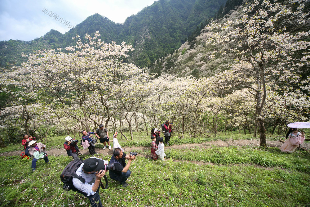 湖南，湘西，春天，桐花，游人，踏青，观光，打卡，乡愁