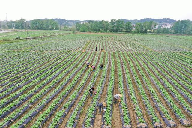 春耕 春管  农业生产