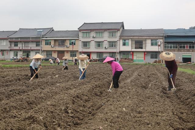 农业、田间管理、产业、种植、农忙