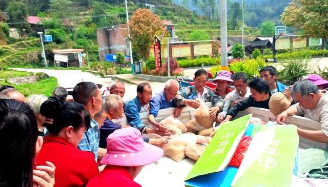 催芽  谷种  包送