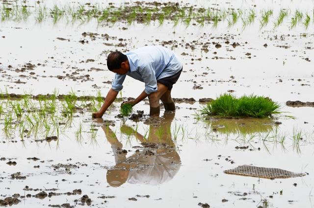 谷雨农忙