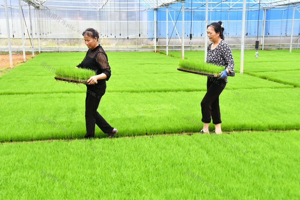 谷雨农忙