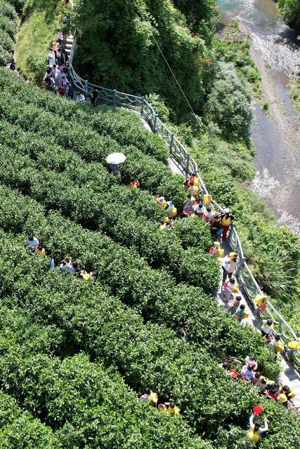 萌娃 湘西 采茶 农事 小朋友 茶文化 幼儿园 研学 品茶  吉首市 茶歌  红坪村