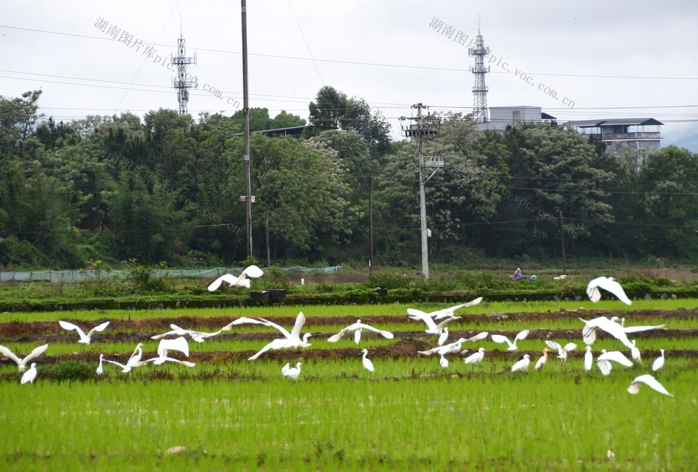 生态田园鸟蹁跹