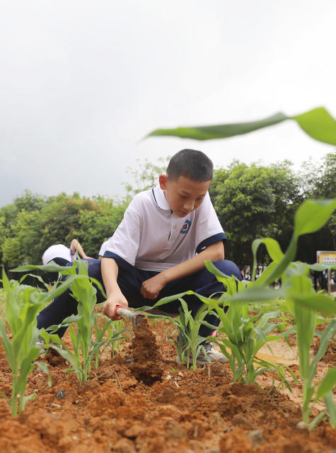 劳动课 校园