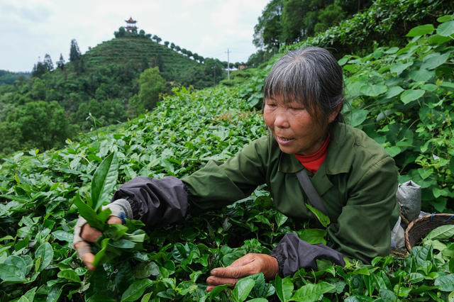 采茶，江头贡茶，种植专业合作社，致富
