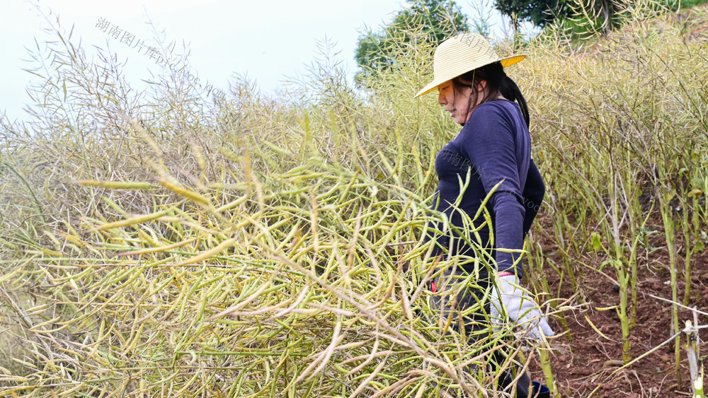 油菜