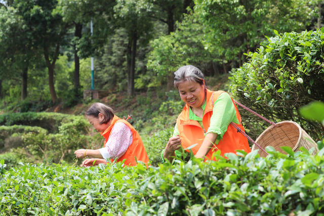 茶叶  生态茶园  农旅