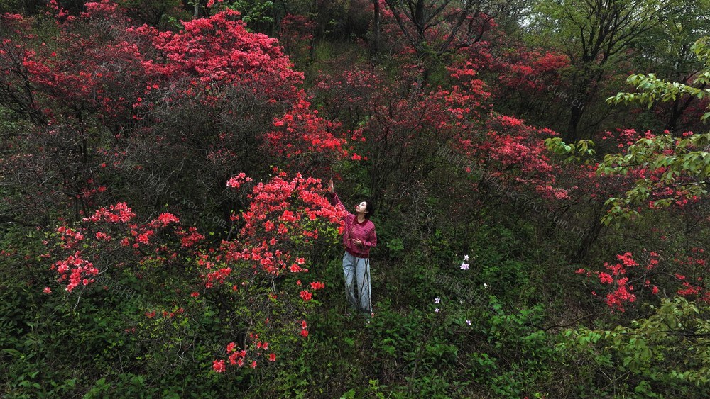 大熊山 杜鹃 十里杜鹃