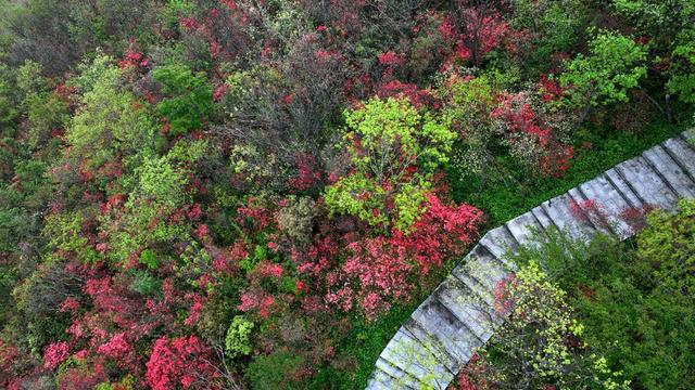 大熊山 杜鹃 十里杜鹃