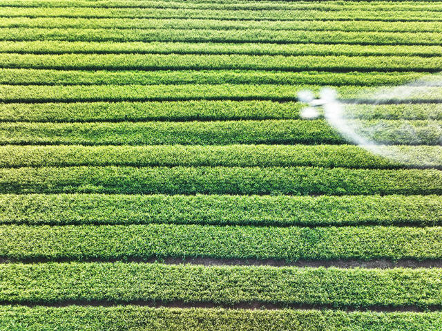 农业  粮食生产  小麦种植  灌浆成熟  病虫害防治  无人机  智能化  精细化
