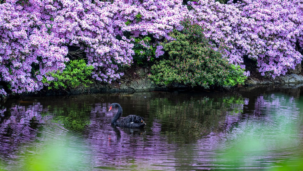 杜鹃花 湖水 倒影  天鹅  水鸭 春天