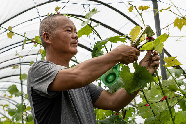 加强  培管  保丰收