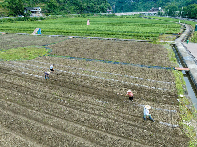 吉首 蔬菜 研学 百合花