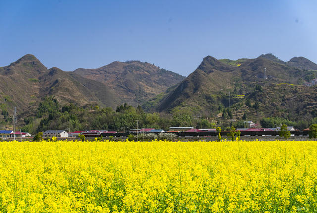 油菜 花 春天