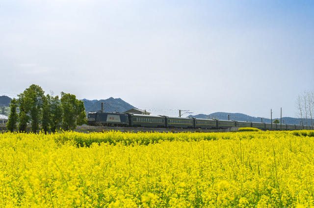 油菜 花 春天