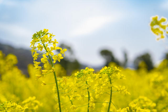 油菜 花 春天