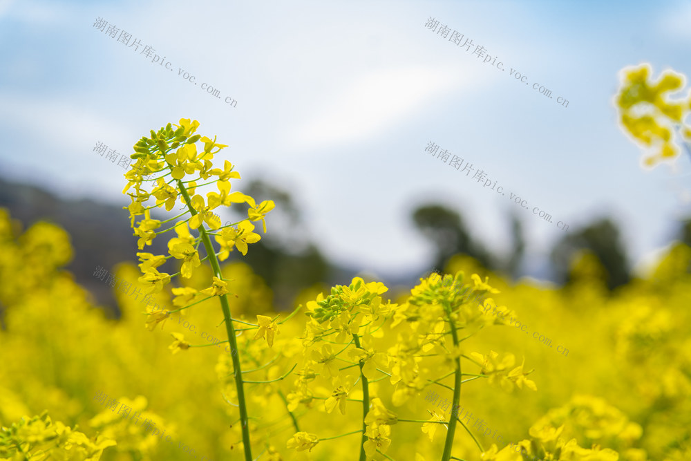 油菜 花 春天