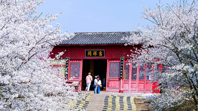 长沙县  浔龙河樱花谷 樱花 赏春 玻璃桥