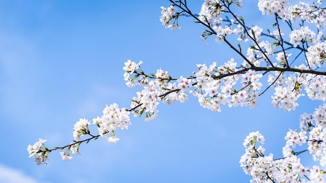 长沙县  浔龙河樱花谷 樱花 赏春 玻璃桥