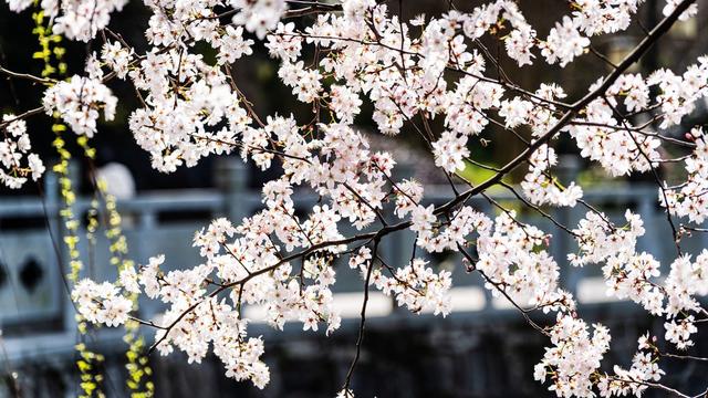 早春 长沙  望月公园 早樱 春日暖阳