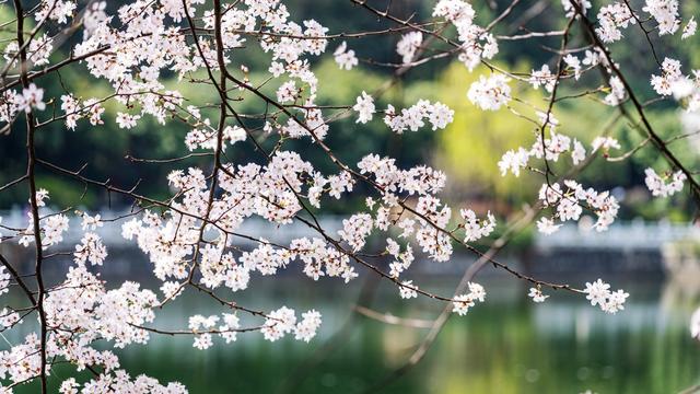 早春 长沙  望月公园 早樱 春日暖阳