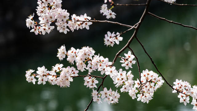 早春 长沙  望月公园 早樱 春日暖阳