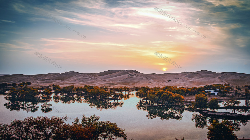 新疆  胡杨林   风景