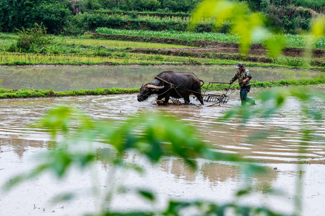 粮食生产  中稻  牛耕