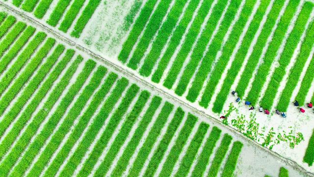 五一劳动节、春插、农民