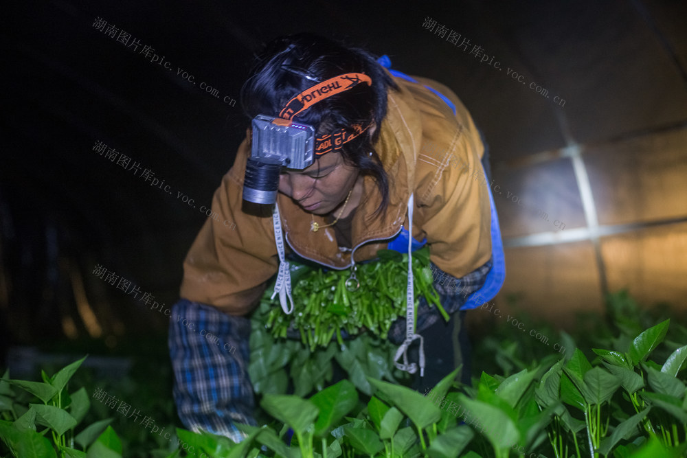 蔬菜  夜晚  凌晨  收成  采摘  菜农  灯光