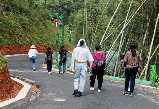 游玩囗竹海囗景区